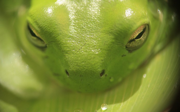 Green Tree Frog.jpg (631 KB)
